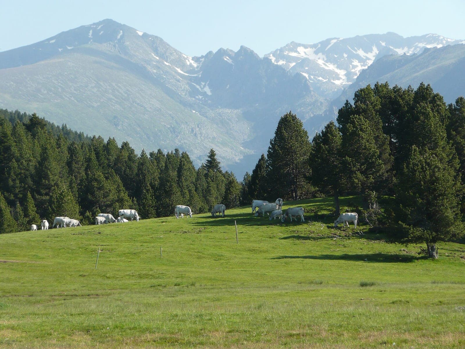 Des bovins dans une prairie de montagne, devant les sommets du plateau de Beille