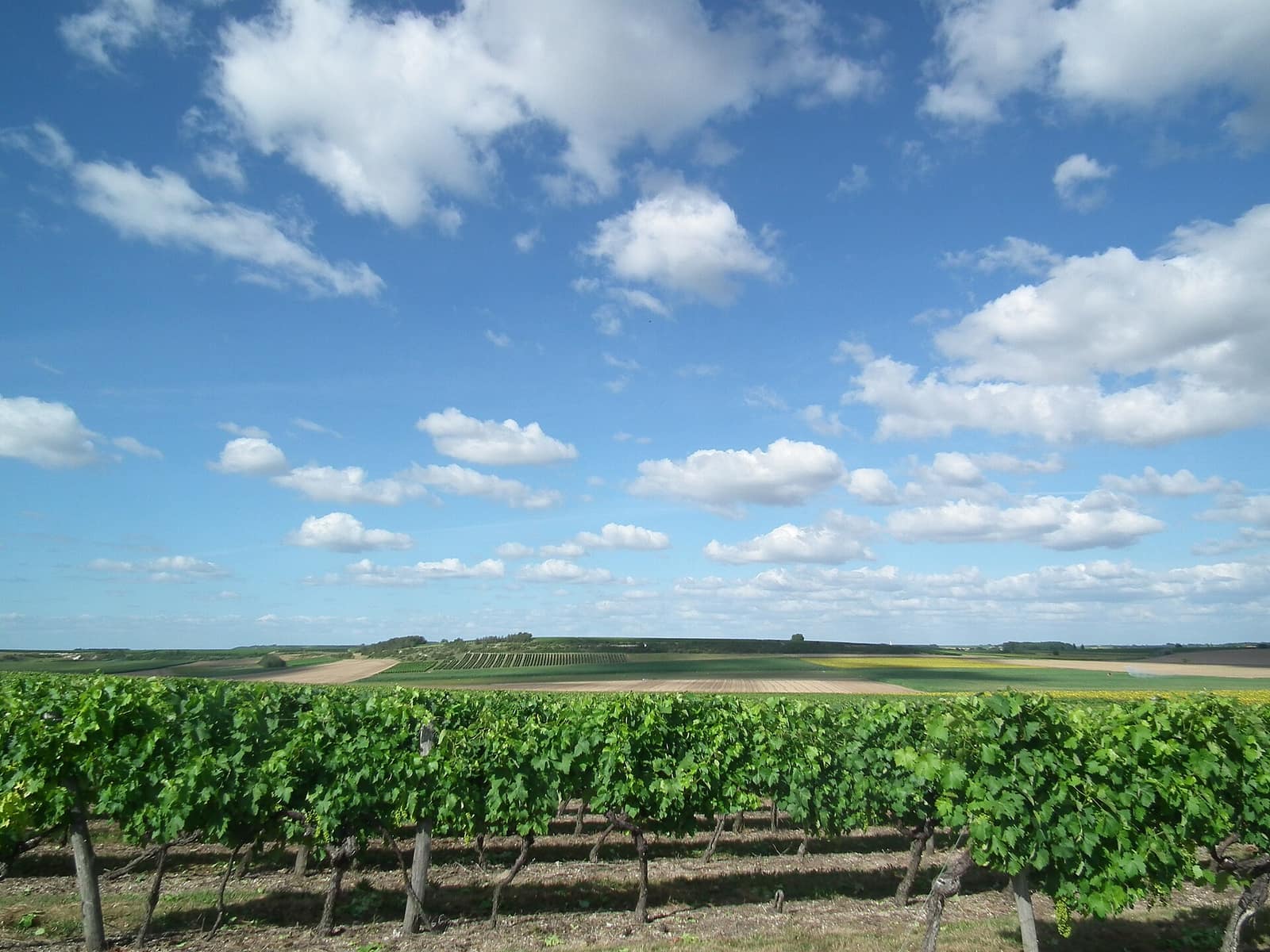 Vignes près d'Avy, terre de cognac et de pineau des Charentes