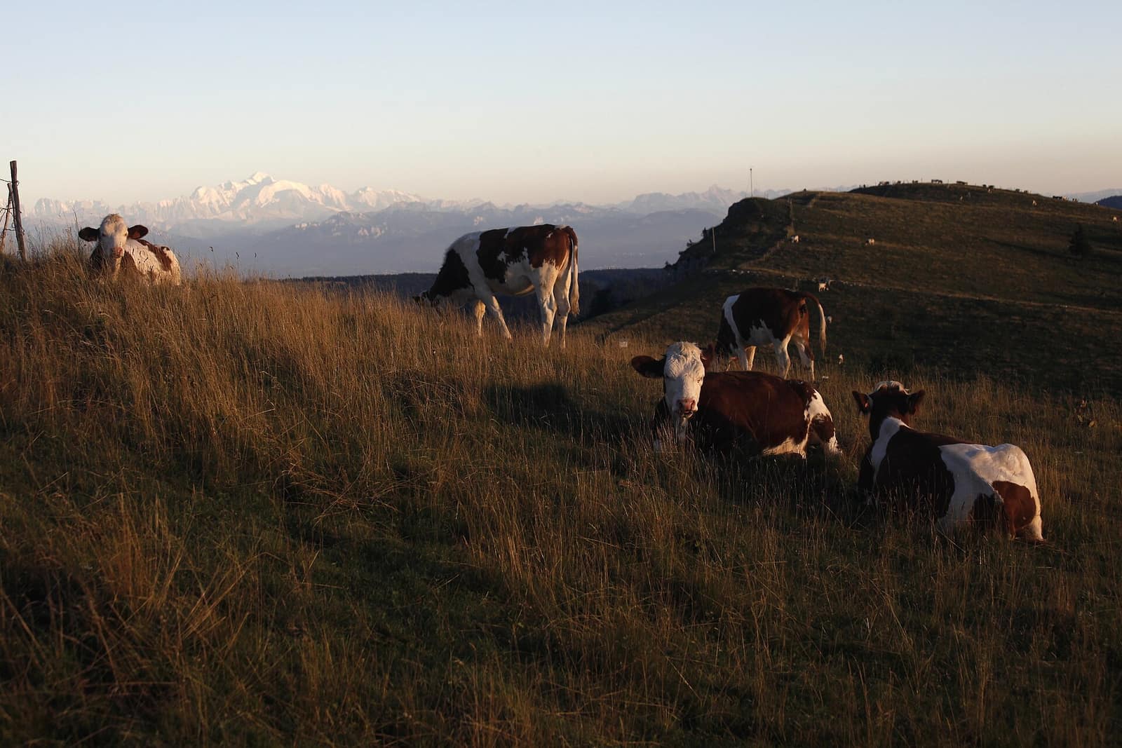 Vaches montbéliardes dans les pâturages du mont d'Or