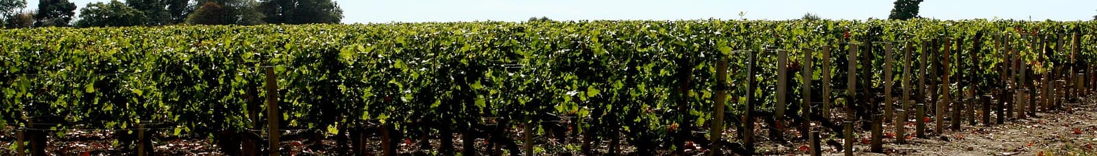 Rangs de vigne dans le Médoc, à Margaux