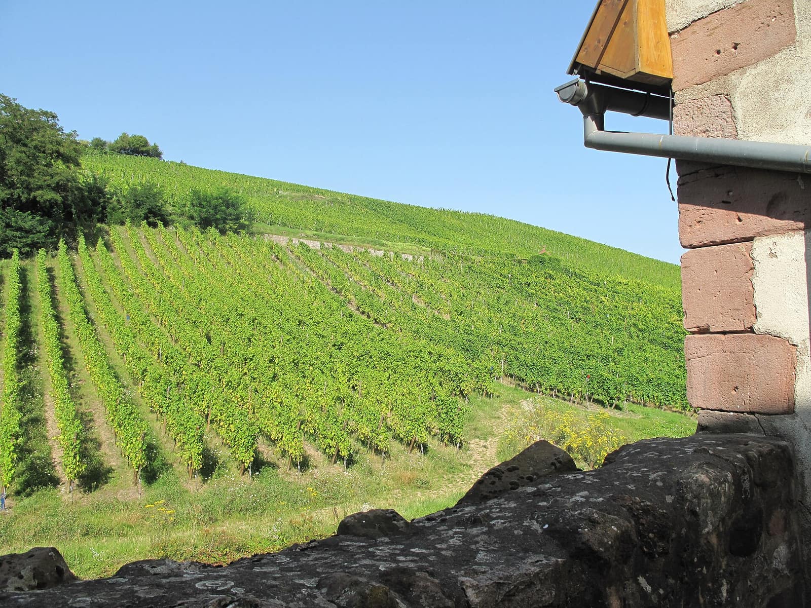 Rangs de vigne sur les coteaux près de Riquewihr
