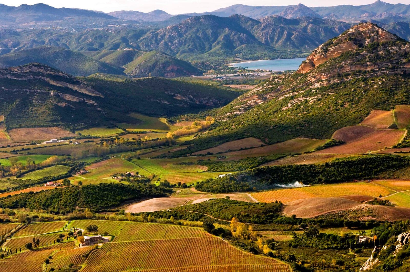 Des vignes de l'appellation Patrimonio près de Saint-Florent