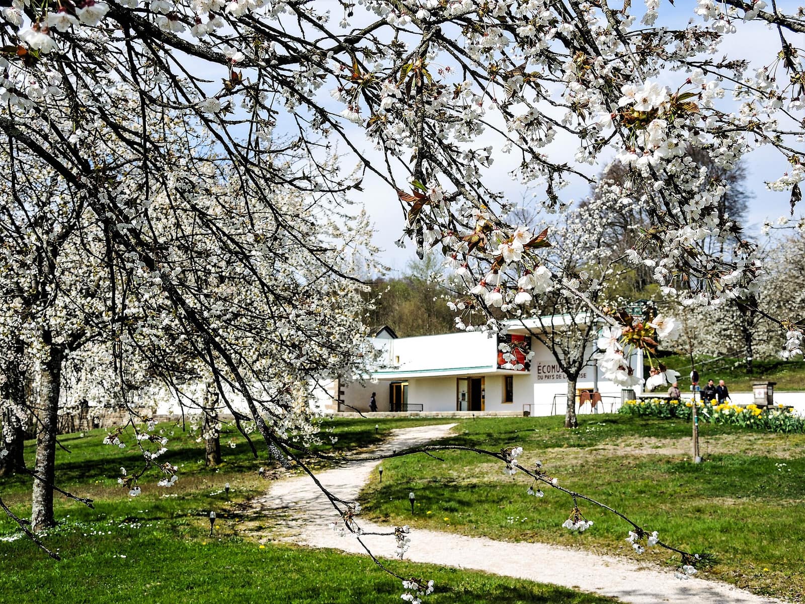Cerisiers en fleurs et bâtiment d'accueil de l'écomusée du pays de la cerise