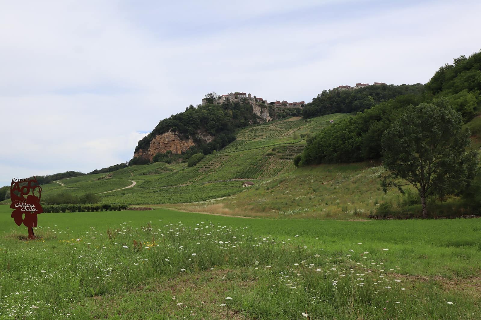 Les vignes de Château-Chalon au pied du village perché