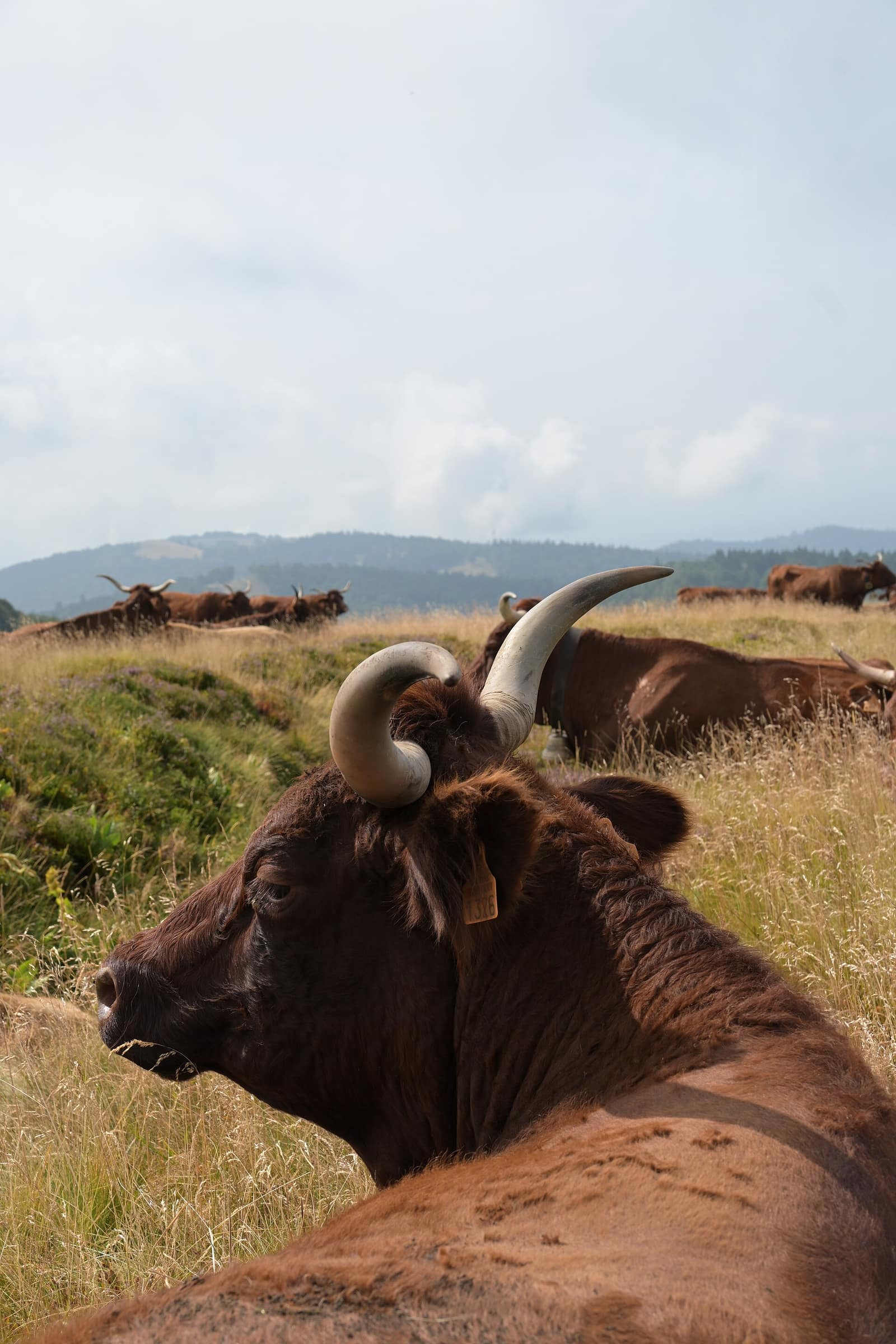 Vaches salers dans les pâturages du Ballon d'Alsace, à Lepuix