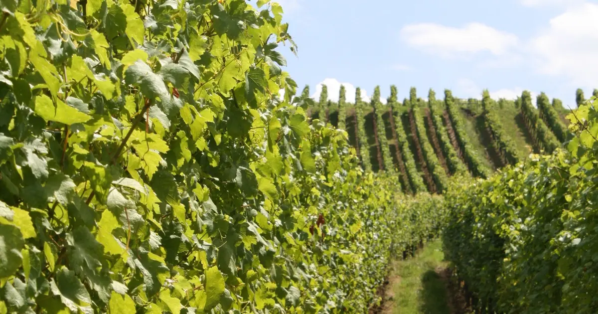 Salon du vin à Lyon en 2026